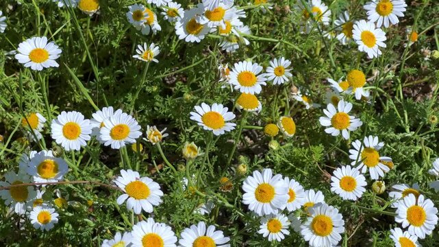 A sunlit field covered with bright white crowned daisies with yellow centers on a spring day. Konya, Turkey, Lake Beysehir. Daisy flowers in the spring season. 4К	