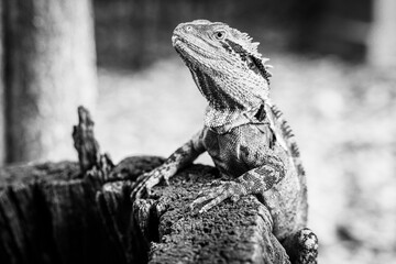 Lizard a cold-bloded repile, scaled reptile, a water dragon in Brisbane, Australia in black and...