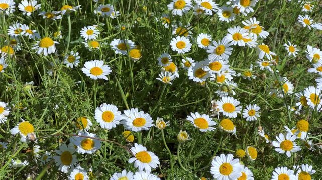 A sunlit field covered with bright white crowned daisies with yellow centers on a spring day. Konya, Turkey, Lake Beysehir. Daisy flowers in the spring season. 4К	