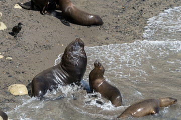 Lobo marino en peninsula de valdes.