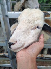 Close-up of a gentle sheep resting its head on a human hand, symbolizing care, connection, and compassion in farm animal life—ideal for agriculture and animal welfare themes.