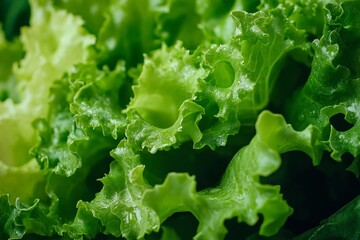A close up shot of fresh green lettuce leaves with intricate details and vibrant color in a heap