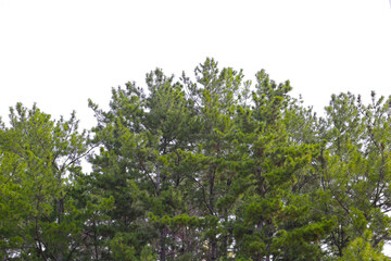 Pine trees of Japan forest