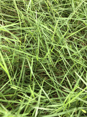 Green Grass Blades Filling the Frame