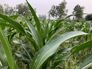 Obraz premium Lush Green Corn Plants in Field