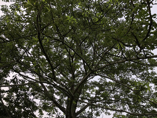 Obraz premium White Flowers with Five Petals Closeup