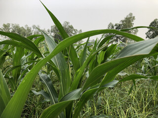 Obraz premium Lush Green Corn Plants in Field