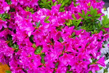 Pink and white azalea flowers blooming beautifully along a pedestrian sidewalk in Tokyo, Japan