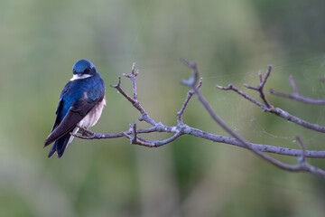 Tree swallow perched on a branch.