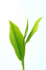 Obraz premium 茶葉