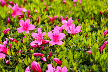 Pink and white azalea flowers blooming beautifully along a pedestrian sidewalk in Tokyo, Japan