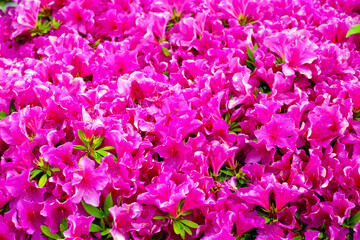 Pink azalea flowers blooming beautifully along a pedestrian sidewalk in Tokyo, Japan