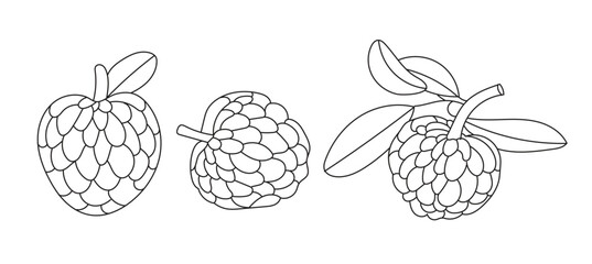 Illustration cherimoya line art with blank background