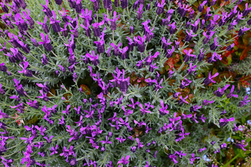 Fototapeta premium Beautiful purple flowers of French Lavender