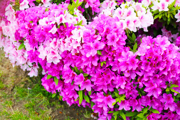 Pink flowers blooming in Japan park