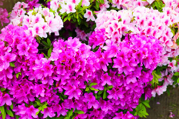 Pink flowers blooming in Japan park