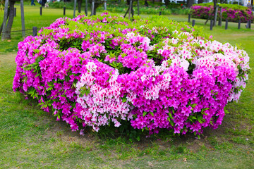 Pink flowers blooming in Japan park