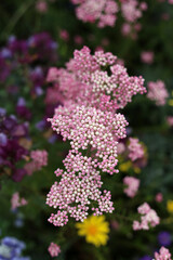 A variety of flowers in a vibrant and colorful flower garden in full bloom at a park in Japan