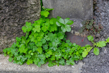 Green clovers, fresh clover leaves