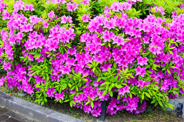 Pink flowers blooming in Japan park