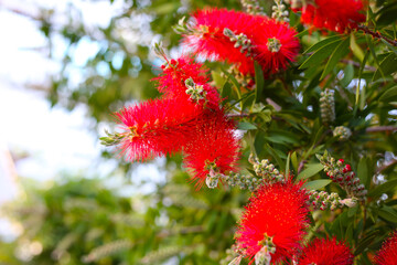 Red flower of bottle brush tree