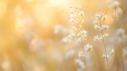 Gentle meadow grass illuminated in golden sunlight evokes peaceful serenity