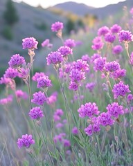 Obraz premium Vibrant purple wildflowers bloom in a sunlit meadow.