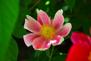 Fototapeta premium Beautiful flower of paeonia plant