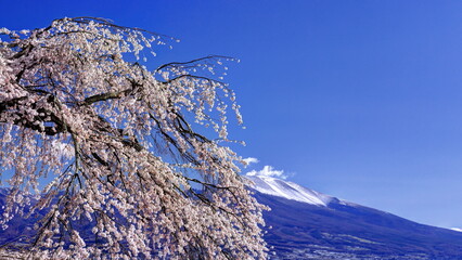 関所破りの桜