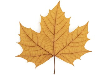 Obraz premium Vibrant Autumn Maple Leaf Golden Hues of Fall Foliage