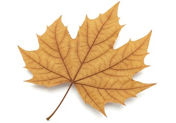 Crisp Autumn Maple Leaf Golden Hues of Fall Foliage
