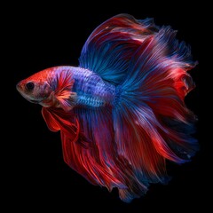 Fototapeta premium Vibrant and colorful betta fish swimming elegantly in a dark background.