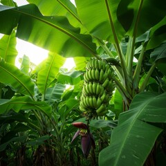 Green Bananas on a Lush Banana Tree