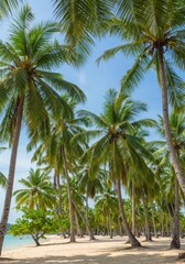 Obraz premium Lush Green Palm Trees on Sunny Tropical Beach