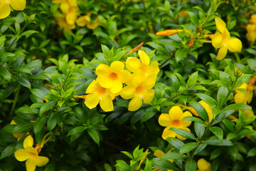 Yellow flower of golden trumpet vine plant