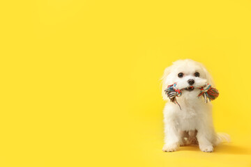 Cute Bolognese dog with rope toy on yellow background