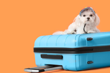 Cute Bolognese dog in hat with blue suitcase on orange background
