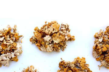 Splitgill mushroom or schizophyllum commune mushroom