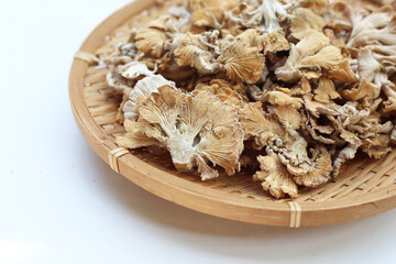 Splitgill mushroom or schizophyllum commune mushroom
