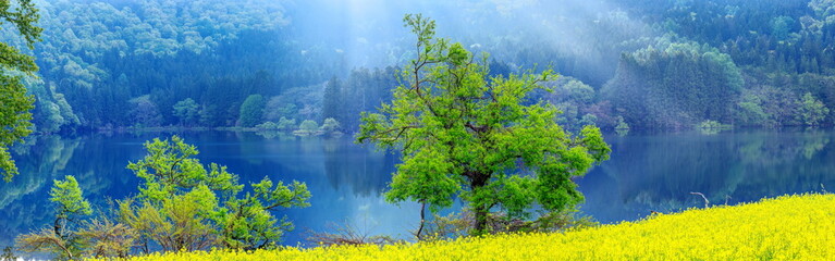 北竜湖の水没林と菜の花（パノラマ）