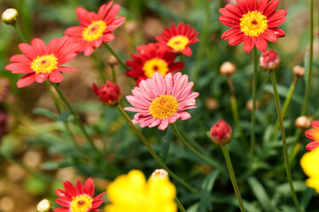 Close-up photo of colorful China aster (Callistephus chinensis) flowers in full bloom in spring