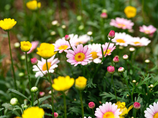 Fototapeta premium Close-up photo of colorful China aster (Callistephus chinensis) flowers in full bloom in spring