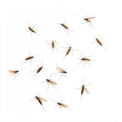 A swarm of mosquitoes flying in a circle. Concept of chaos and disarray as the insects move in different directions