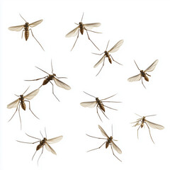 A group of mosquitoes are flying in a circle. The image has a somewhat eerie and unsettling mood, as the mosquitoes are depicted as being in close proximity to each other and to the viewer