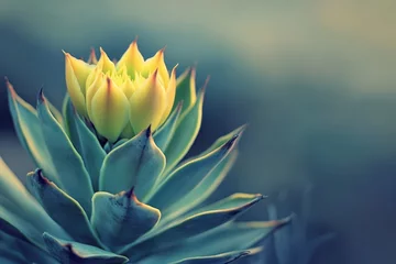 Tableau sur plexiglas Salle de bain A captivating close-up of an Echeveria succulent, showcasing its intricate rosette of yellow-green leaves against a soft, blurred backdrop.  © Sena