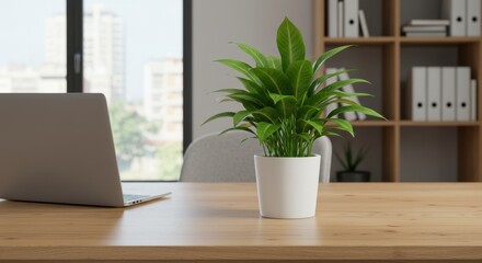 Plant on desk representing workplace serenity and productivity, with laptop and shelves in background