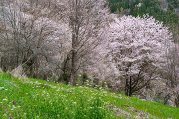 Fototapeta premium 山陰の桜