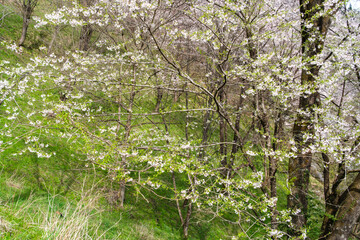 輝く桜