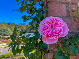 Closeup Pink Rose Blooming Brightly