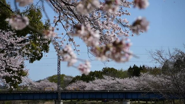桜咲く宇賀川を渡る普通列車 （三岐鉄道 三岐線 大安 - 三里, 2025年4月）